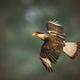 Image for article titled Photos: The beautiful birds that may soon be lost to climate change